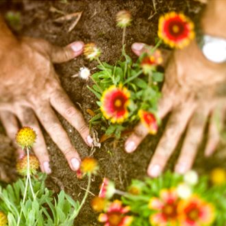 Man's hands planting flowers
