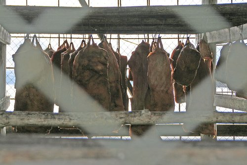 Harkarl, hangs from a frame in Iceland