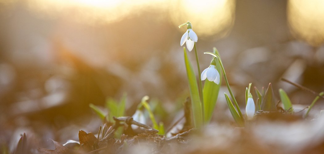 God the Great Gardener