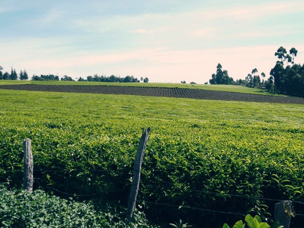 justea3