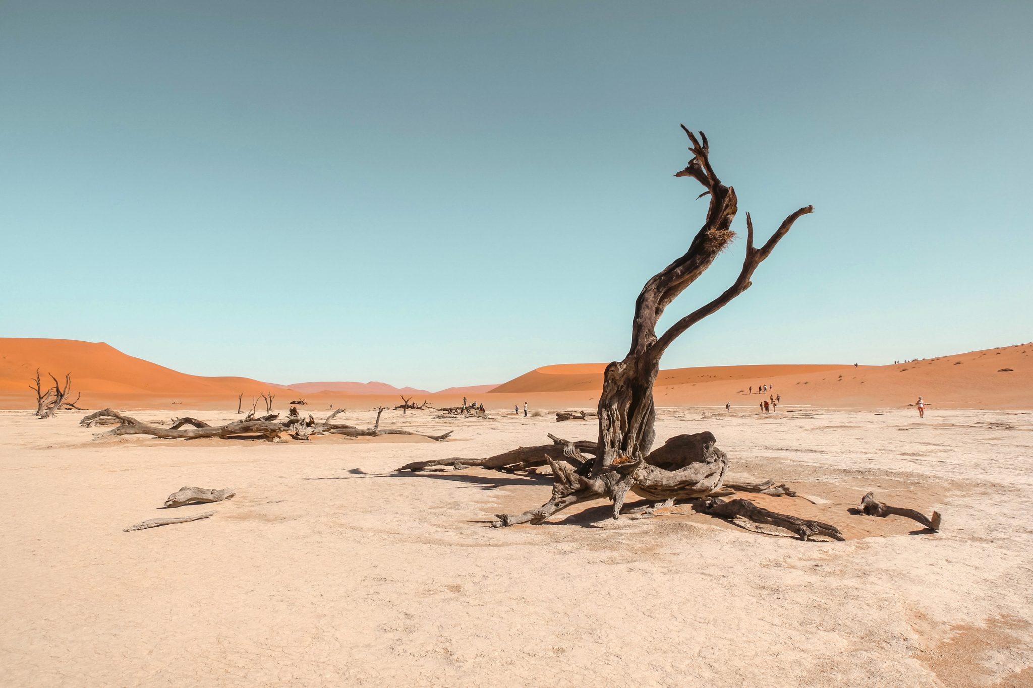 a dry, leafless tree in the desert